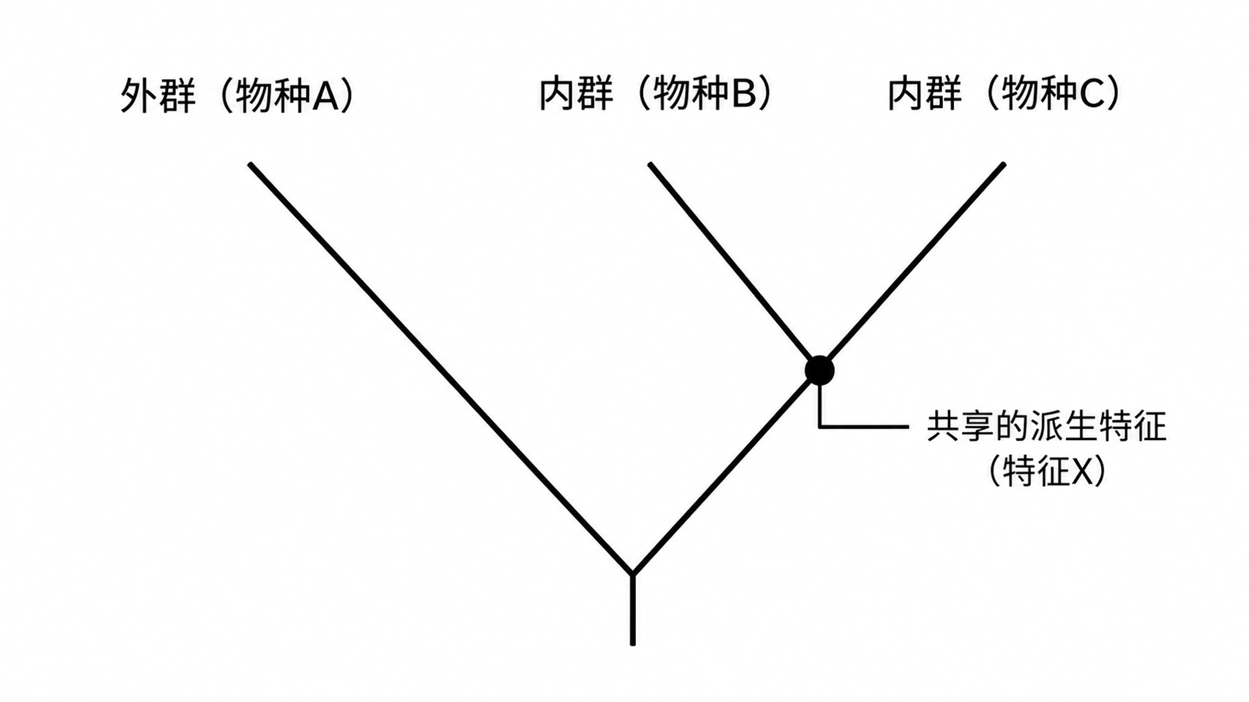 Simplified three-taxon cladogram with one outgroup and one labeled synapomorphy node (Figure generated with SciFig)