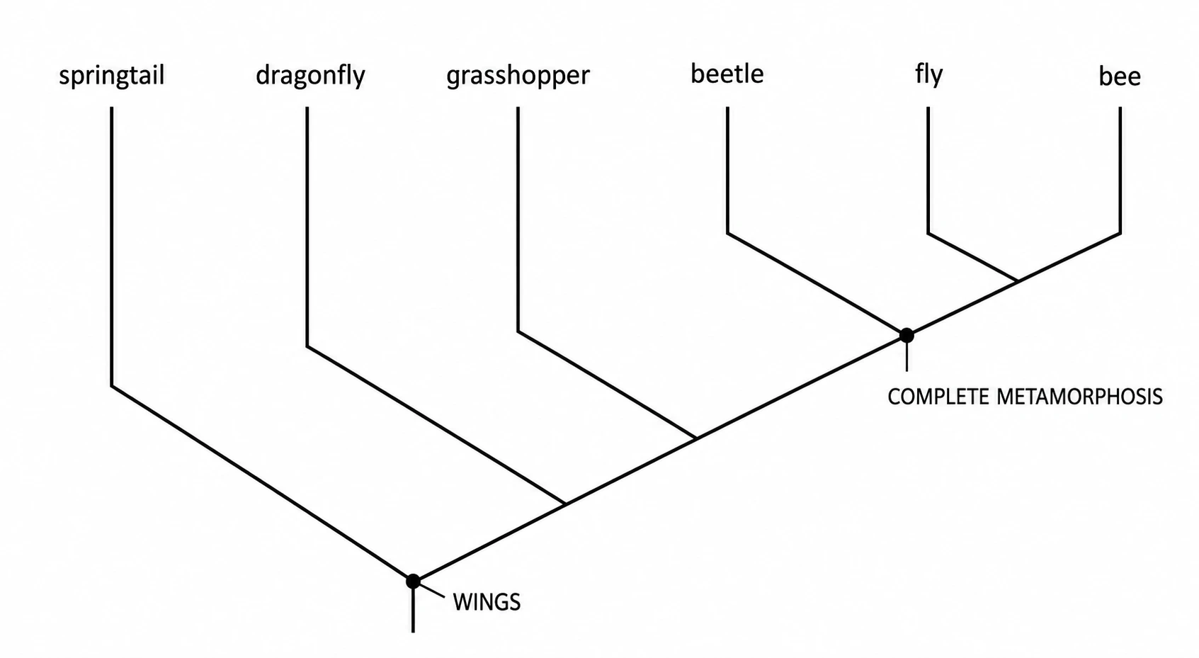 Export a publication-ready cladogram