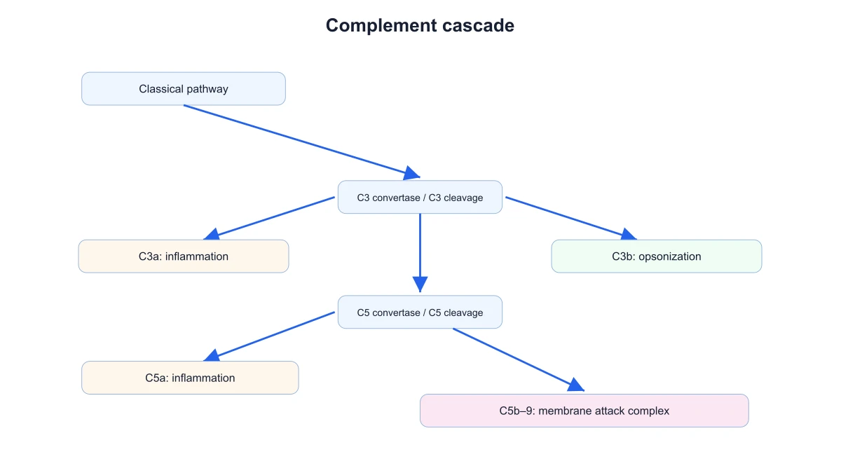 Vía clásica del complemento conectada a las etapas comunes C3, C5 y complejo de ataque a la membrana