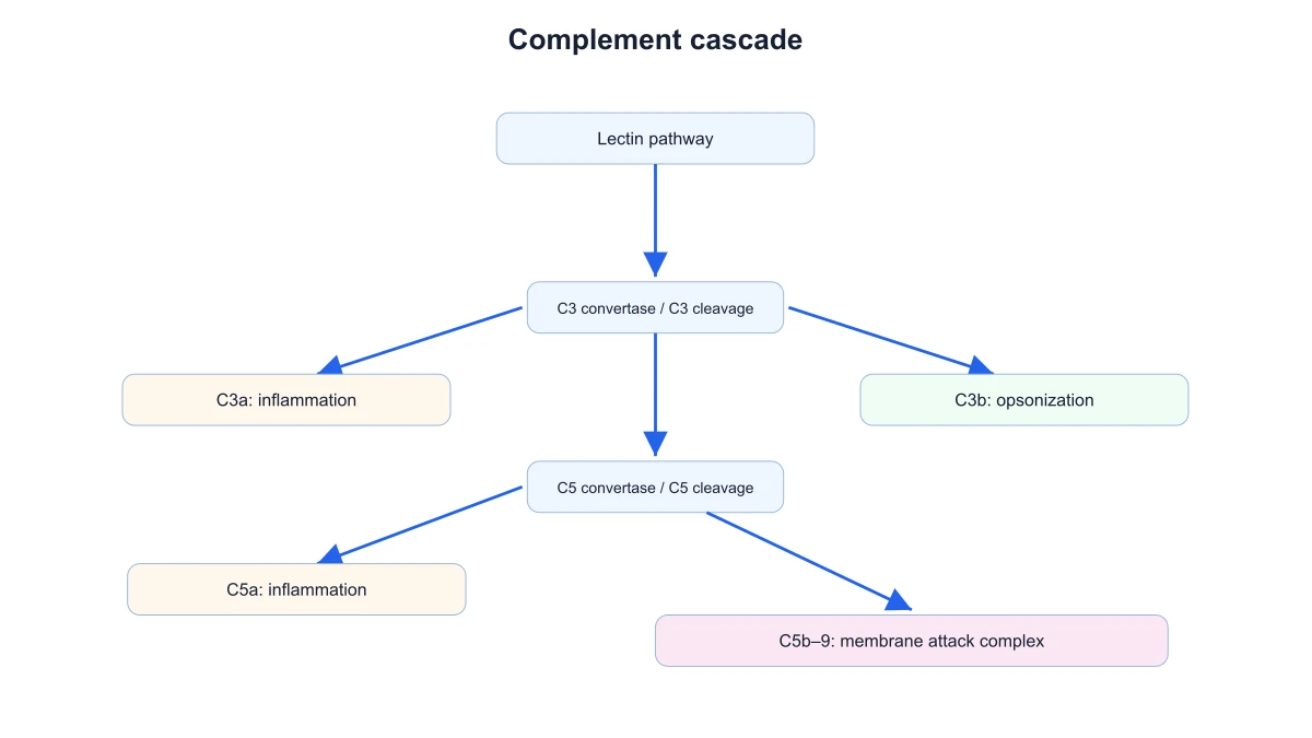 Vía de las lectinas del complemento conectada a las etapas comunes C3, C5 y complejo de ataque a la membrana