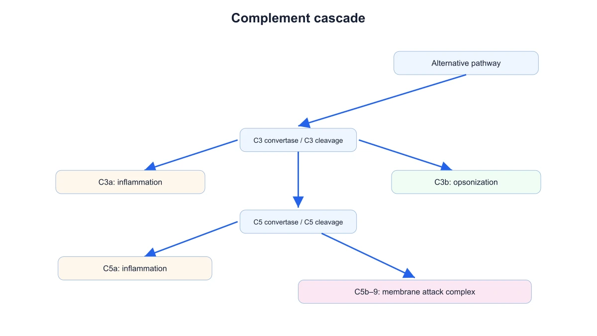 Vía alternativa del complemento conectada a las etapas comunes C3, C5 y complejo de ataque a la membrana