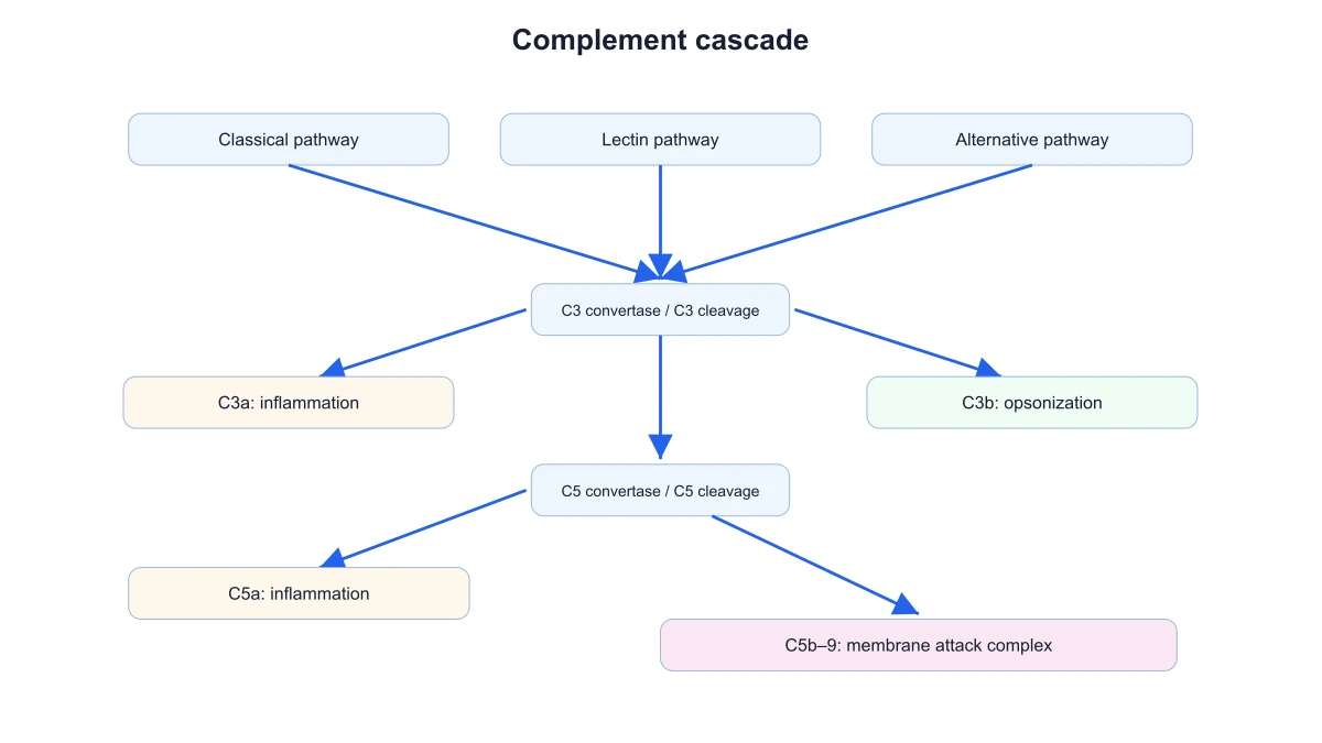 Etapas comunes de escisión de C3 y C5 tras las tres vías del complemento, que conducen al complejo C5b–9 de ataque a la membrana