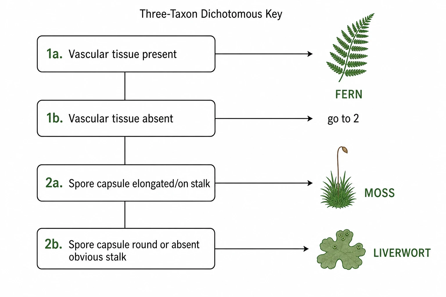 Simplified three-taxon dichotomous key for Fern, Moss, and Liverwort with two couplets (Figure generated with SciFig)