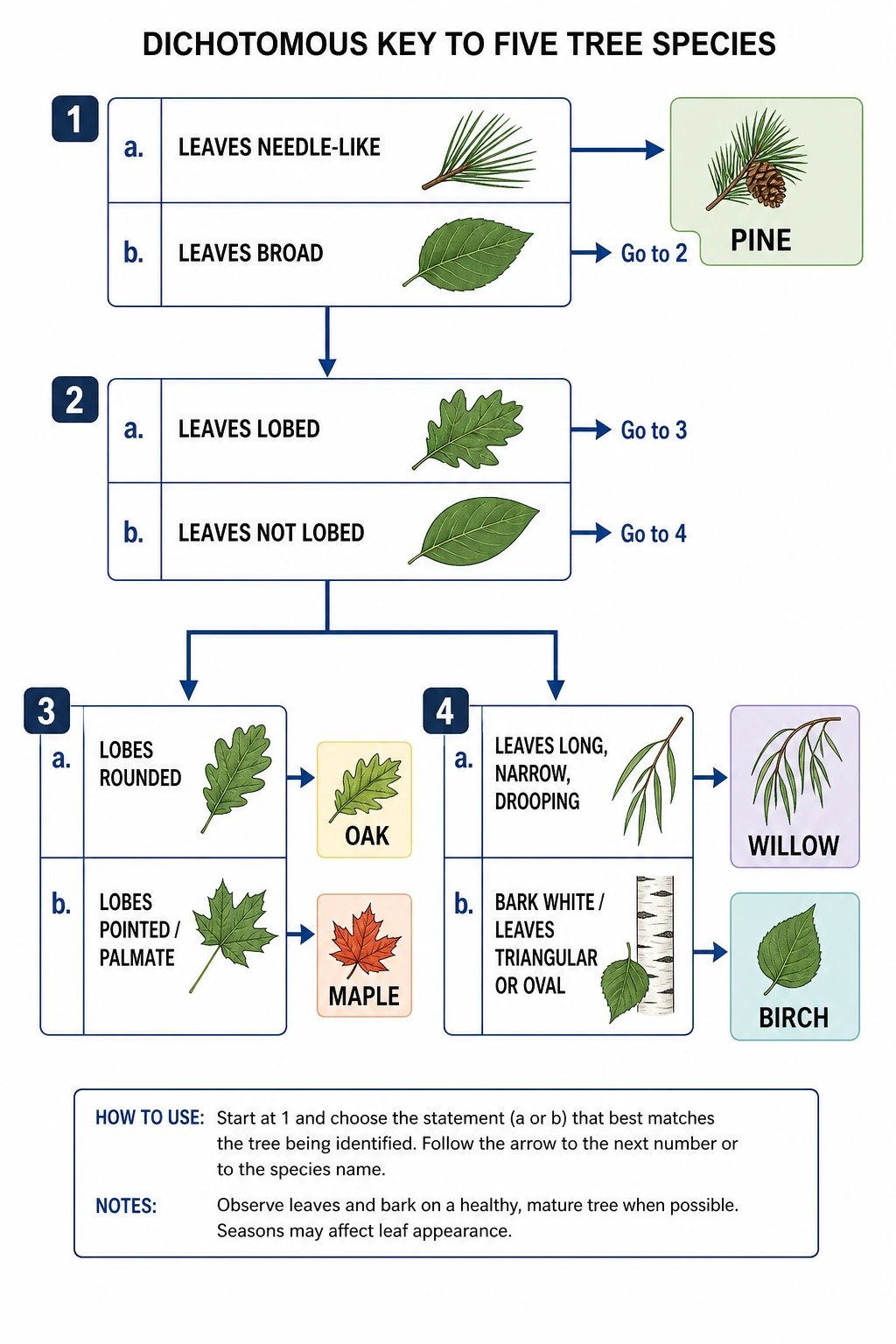 Dichotomous key diagram identifying five tree species through paired couplets with branching arrows (Figure generated with SciFig)