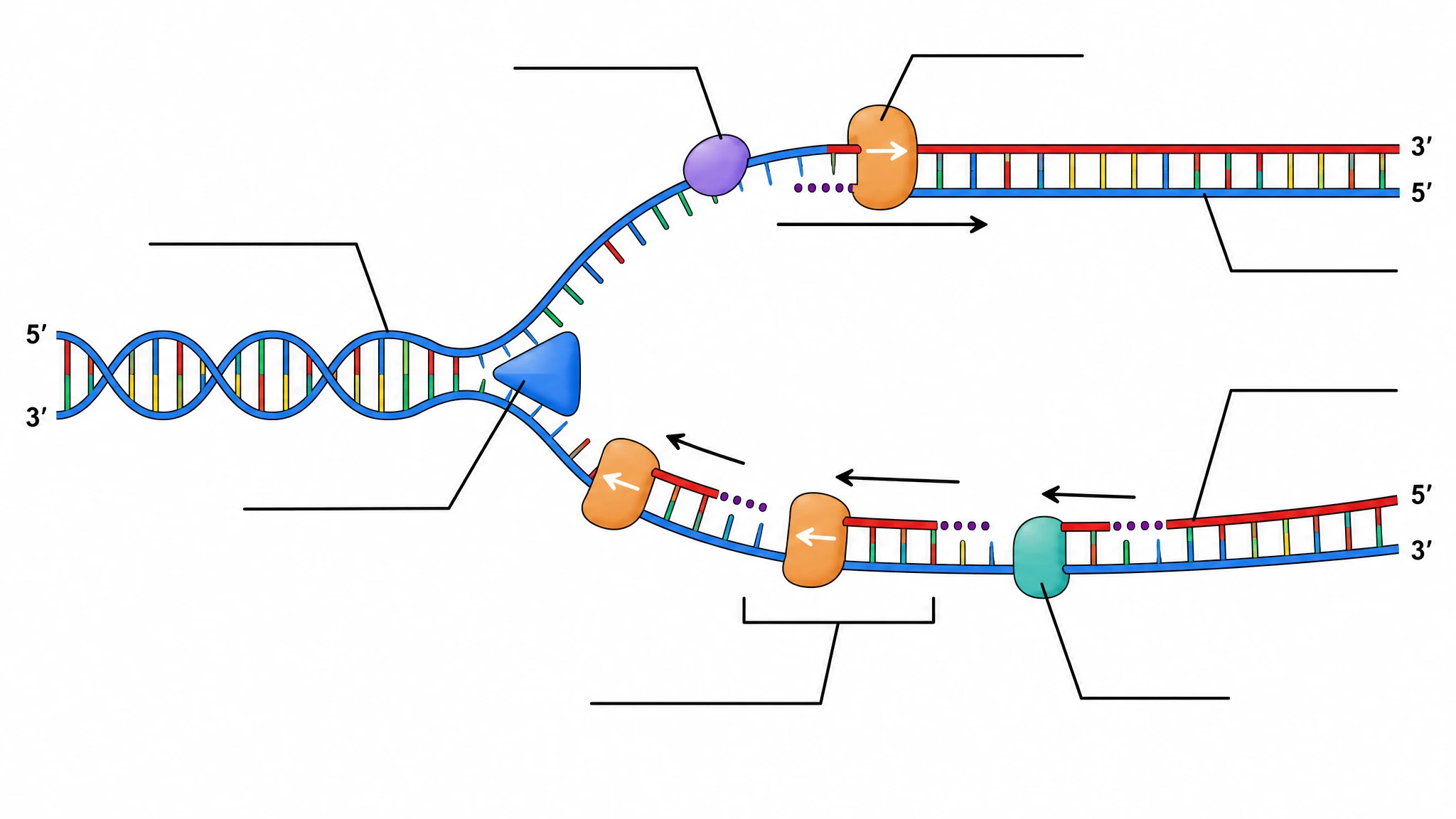 Blank unlabeled DNA replication diagram template with empty label lines for classroom worksheet use (Figure generated with SciFig)