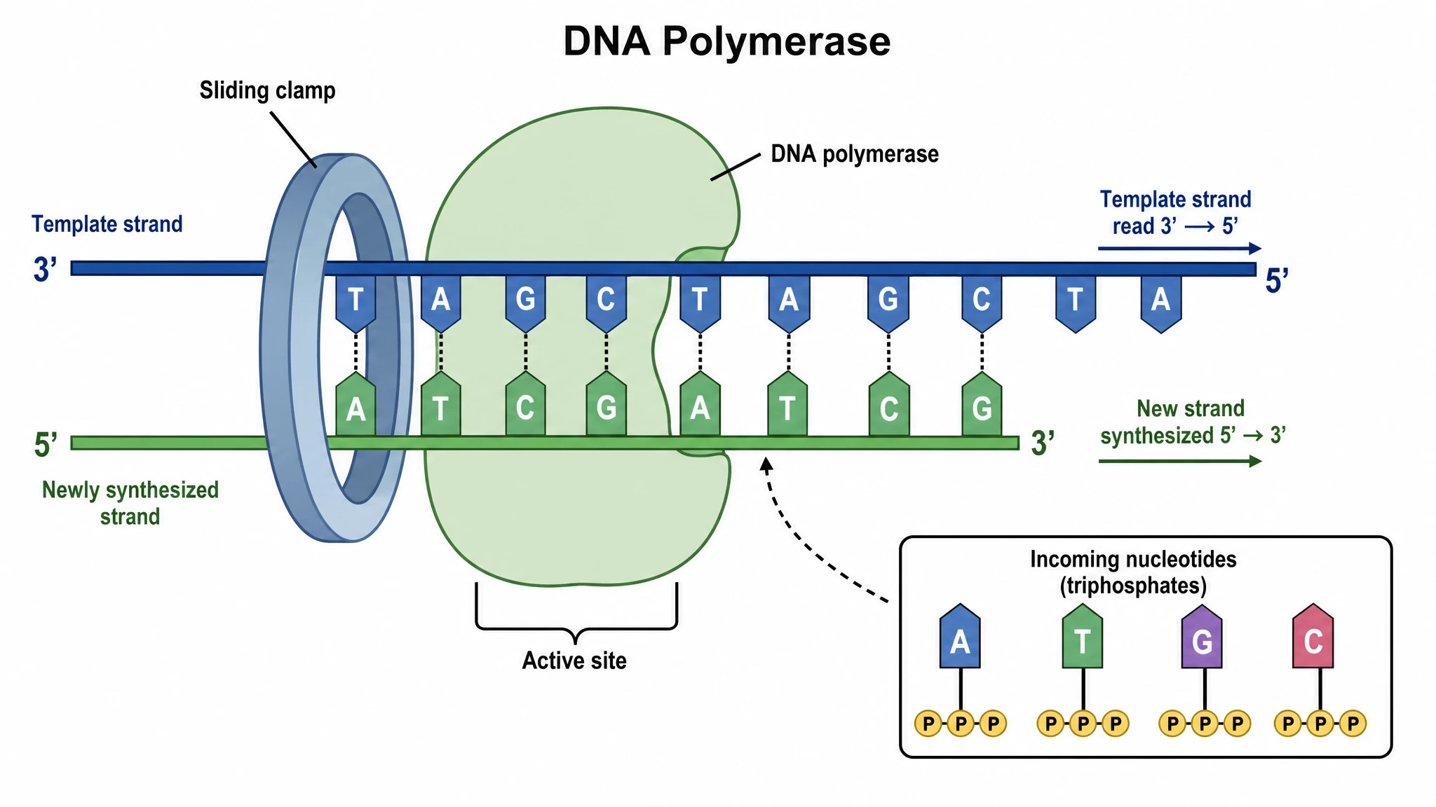 DNA polymerase diagram showing the enzyme extending a new strand 5' to 3' along the template (Figure generated with SciFig)