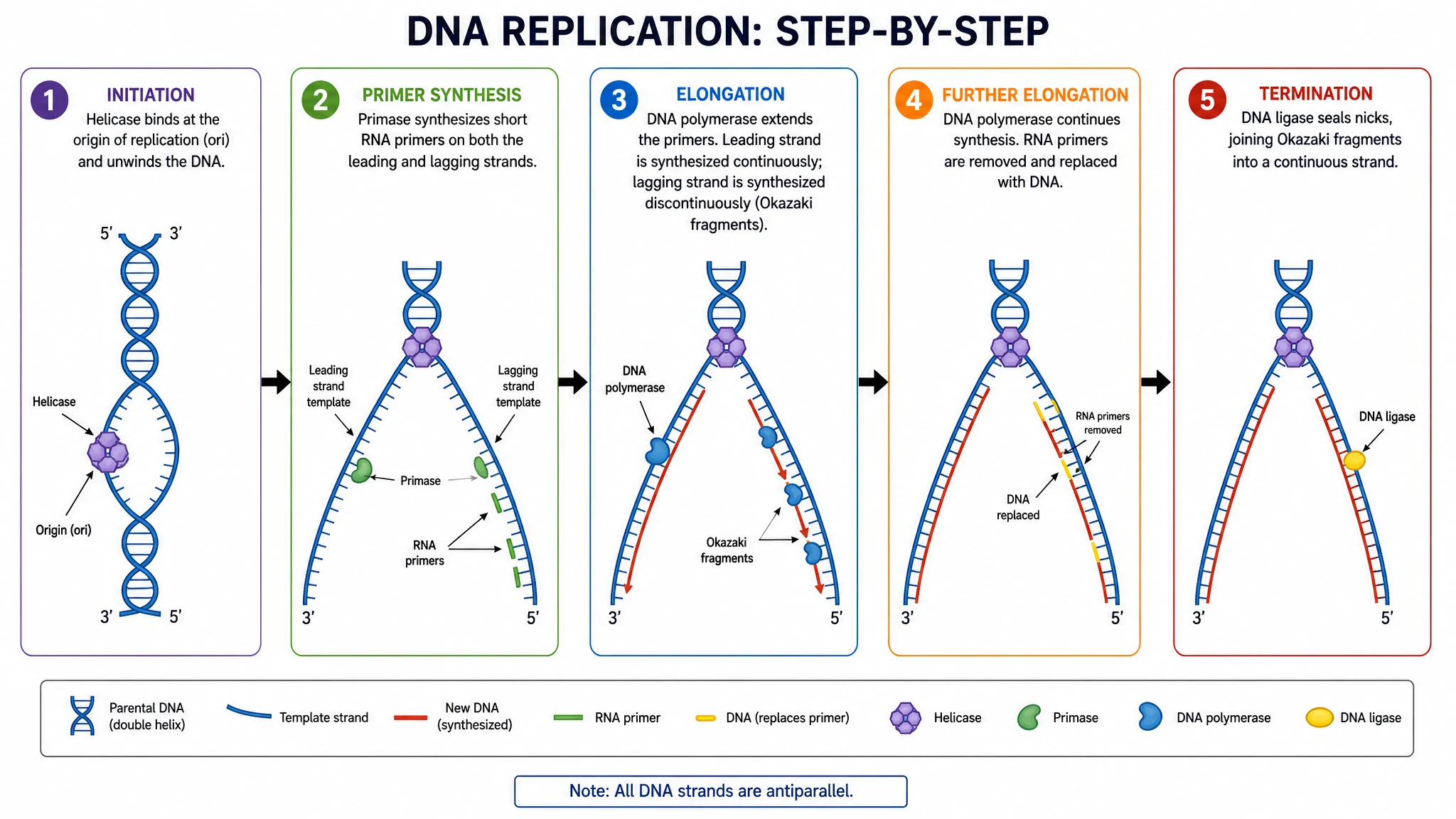 Export DNA replication figures for class, worksheets, and publication