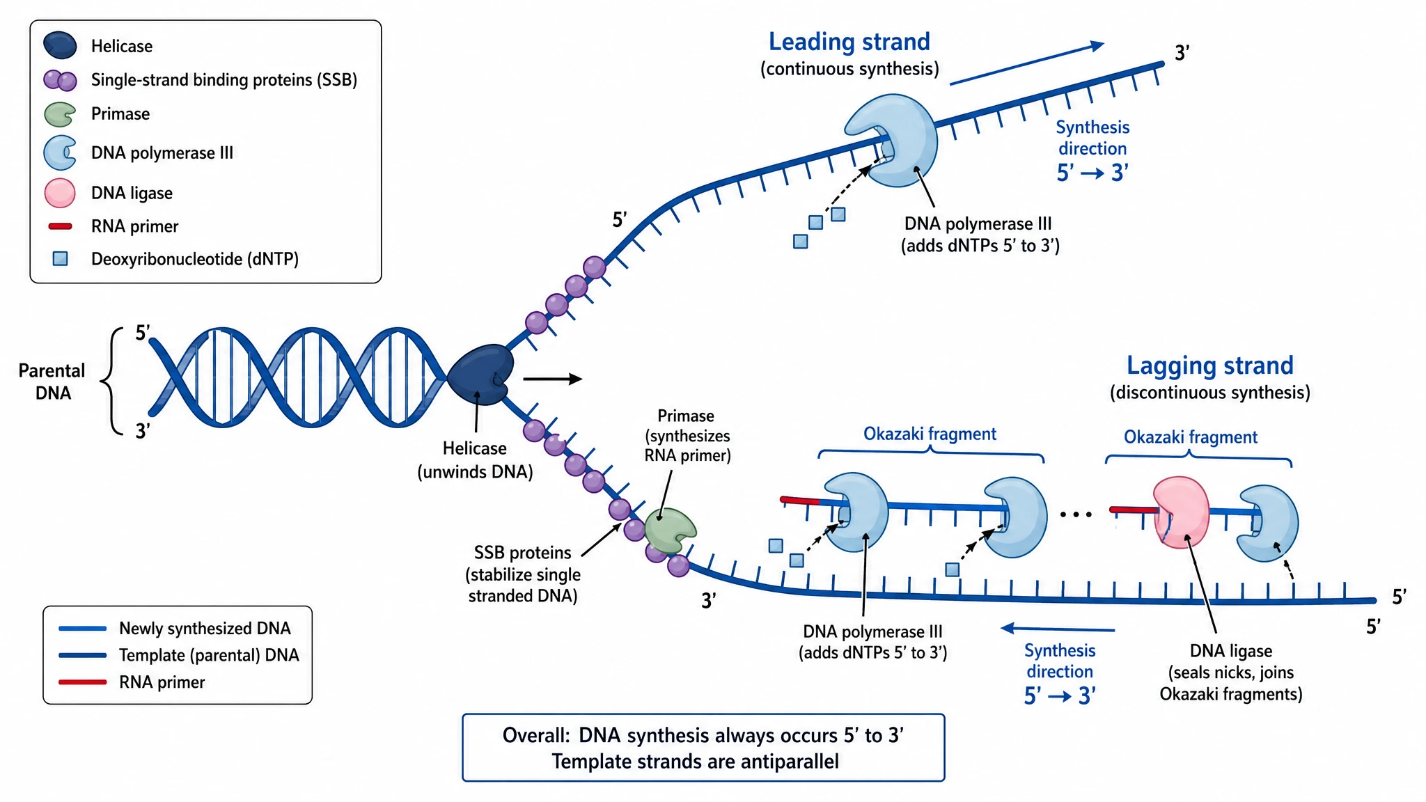 Generate labeled or blank DNA replication diagrams instantly