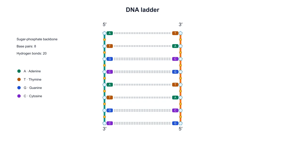 DNA ladder diagram showing A–T and G–C pairs between two sugar-phosphate backbones