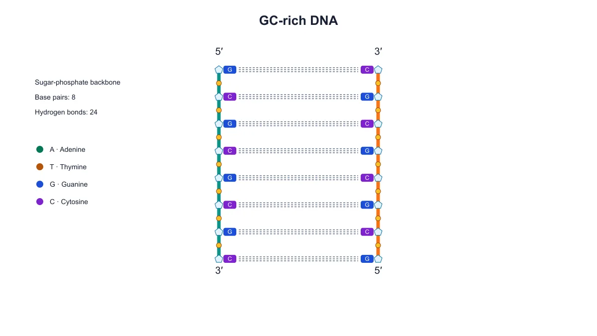 GC-rich DNA diagram with three hydrogen bonds between each guanine–cytosine pair
