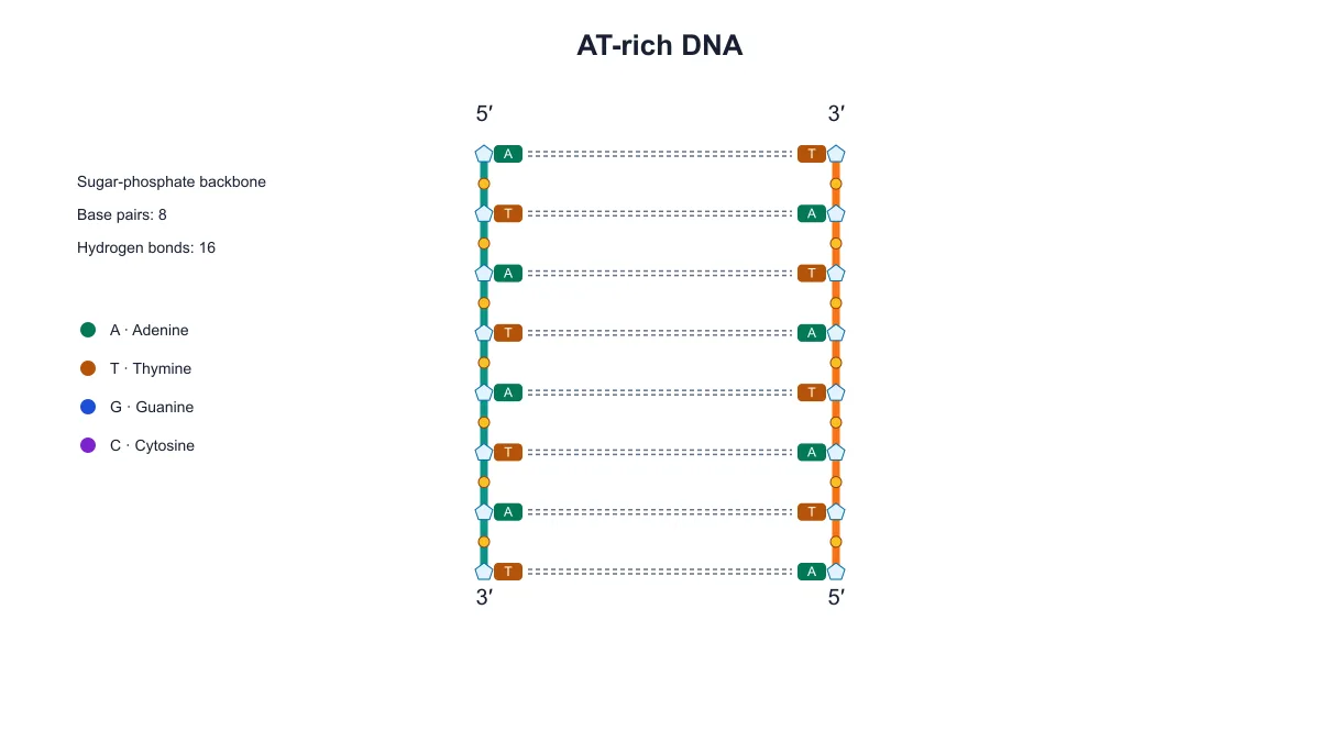AT-rich DNA diagram with two hydrogen bonds between each adenine–thymine pair