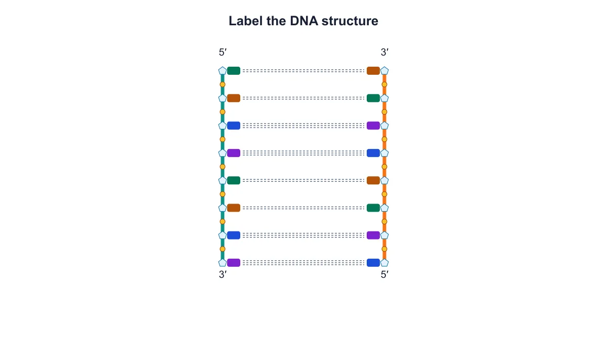 Unlabeled DNA ladder retaining the backbone shapes, base pairs, hydrogen bonds and strand ends