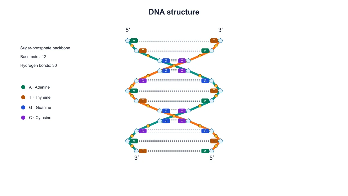 DNA Structure Diagram Generator example figure