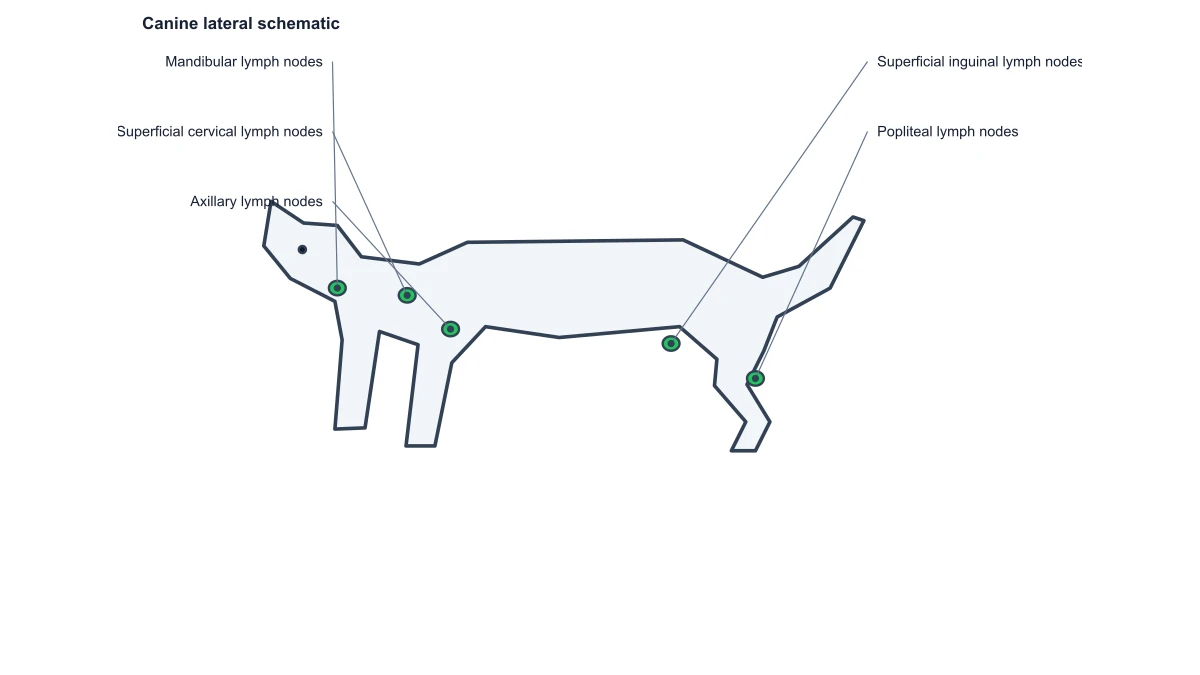 dog lymph node diagram: canine node reference
