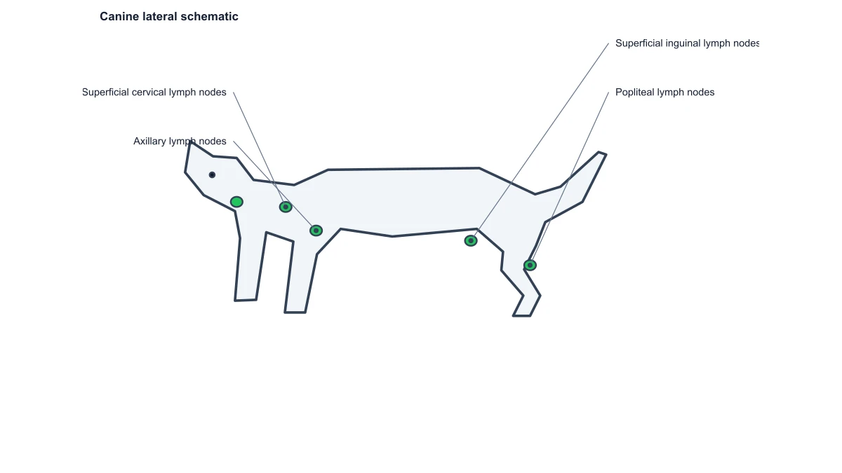 dog lymph node diagram: forelimb hindlimb nodes