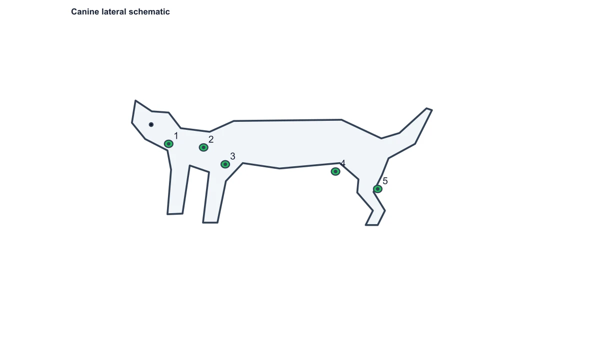 dog lymph node diagram: numbered nodes