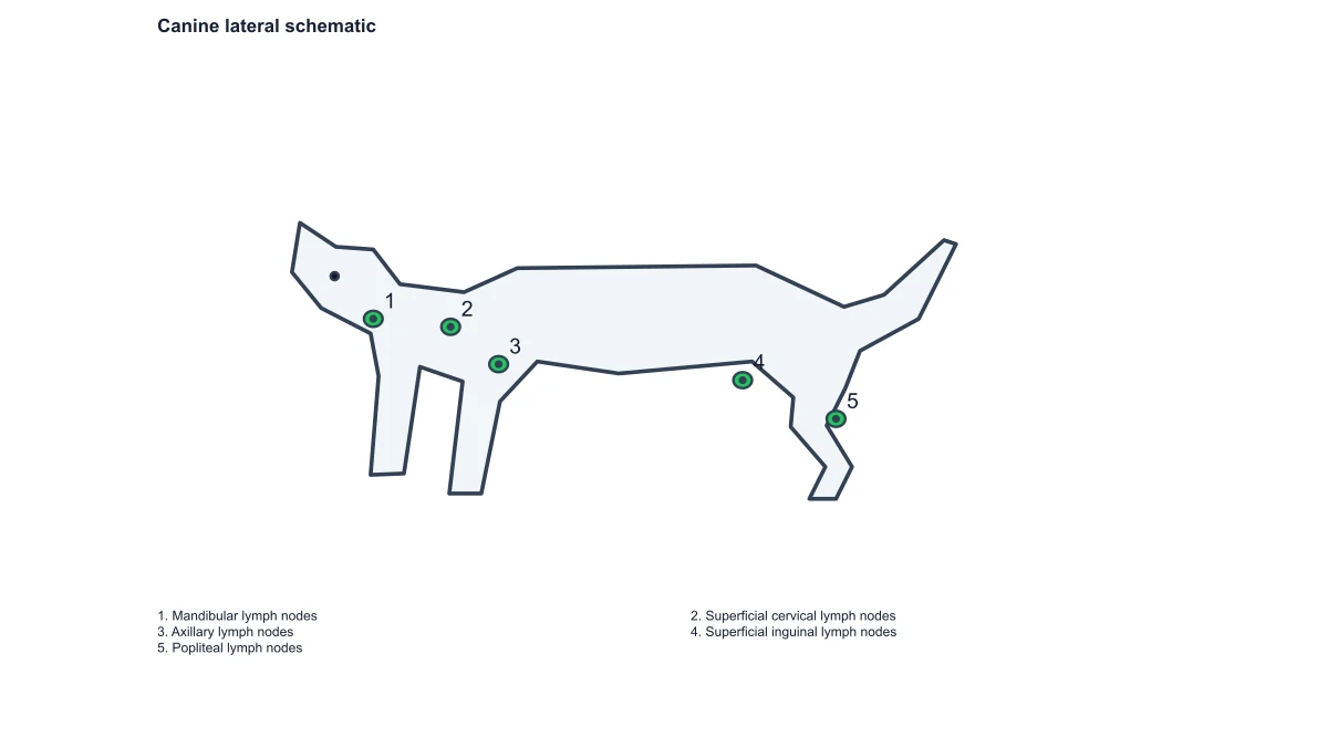 dog lymph node diagram: node answers