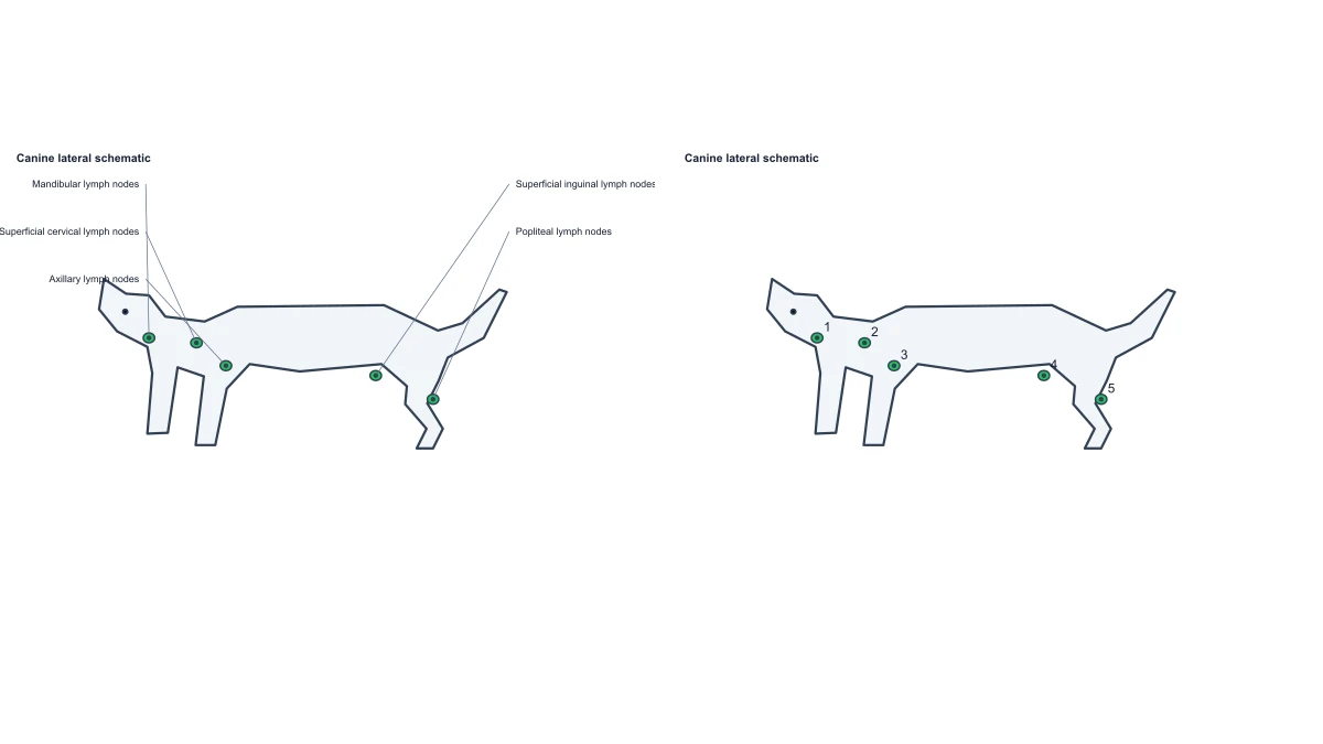 Beispielabbildung: Dog Lymph Nodes Diagram — Free Label Editor
