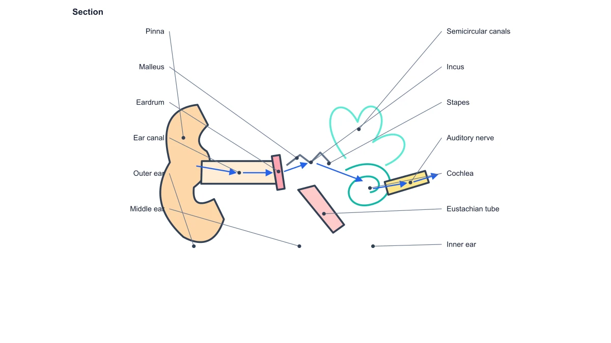 Outer, middle and inner ear with hearing-route structures labeled
