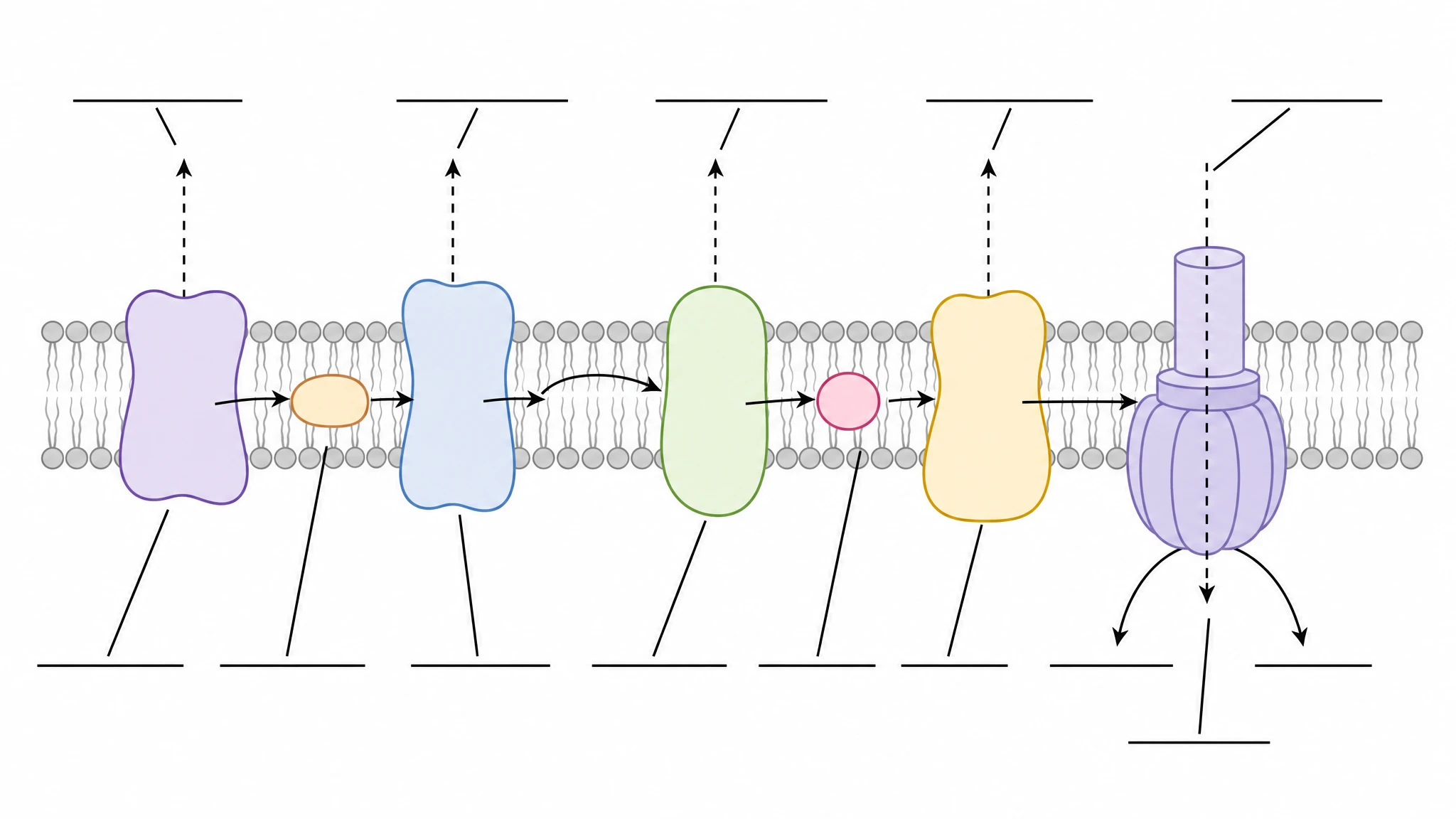 Blank unlabeled electron transport chain diagram template with empty label lines for classroom worksheets (Figure generated with SciFig)