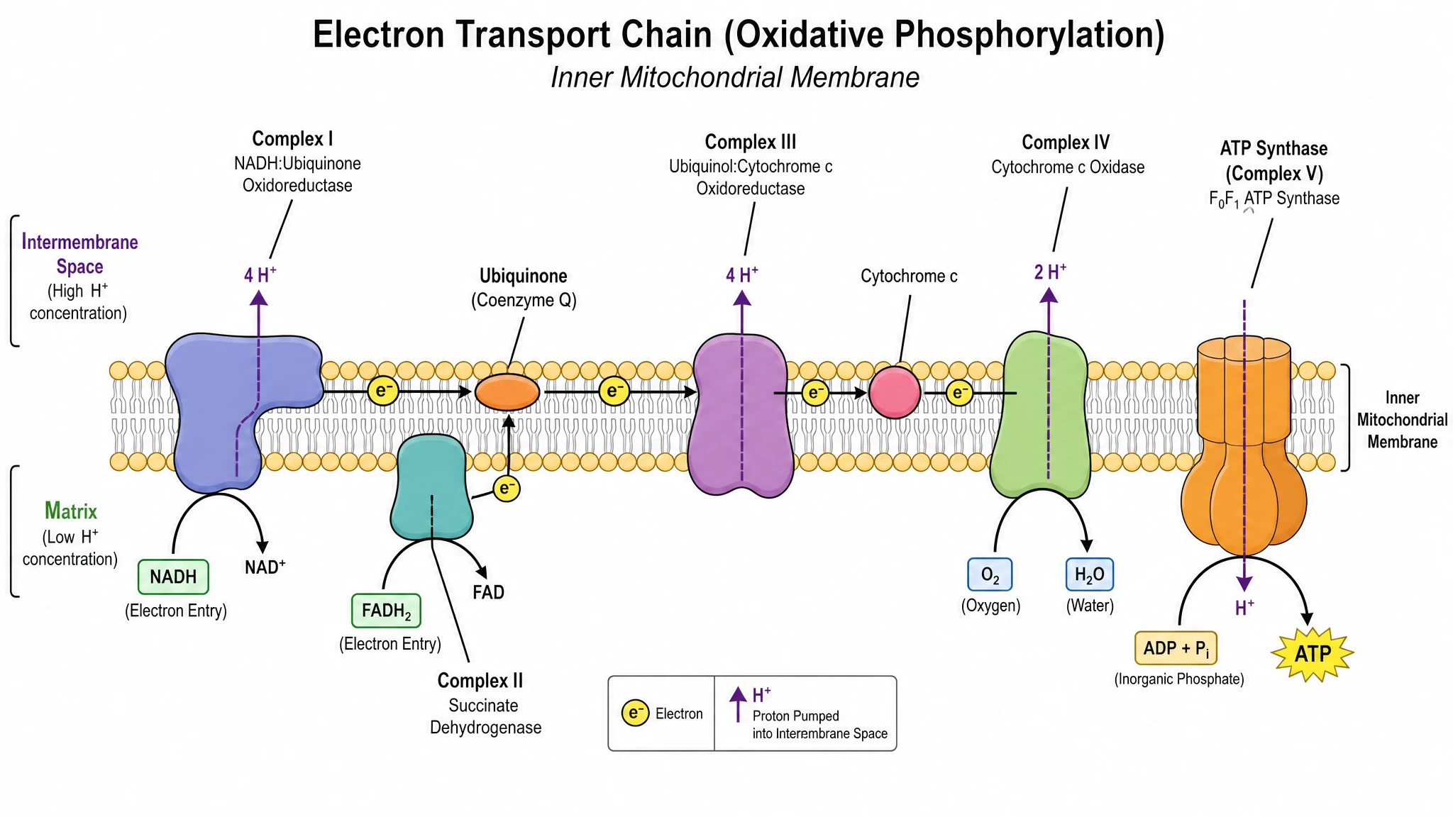 Fully labeled electron transport chain diagram annotating each complex, mobile carrier, and membrane compartment (Figure generated with SciFig)