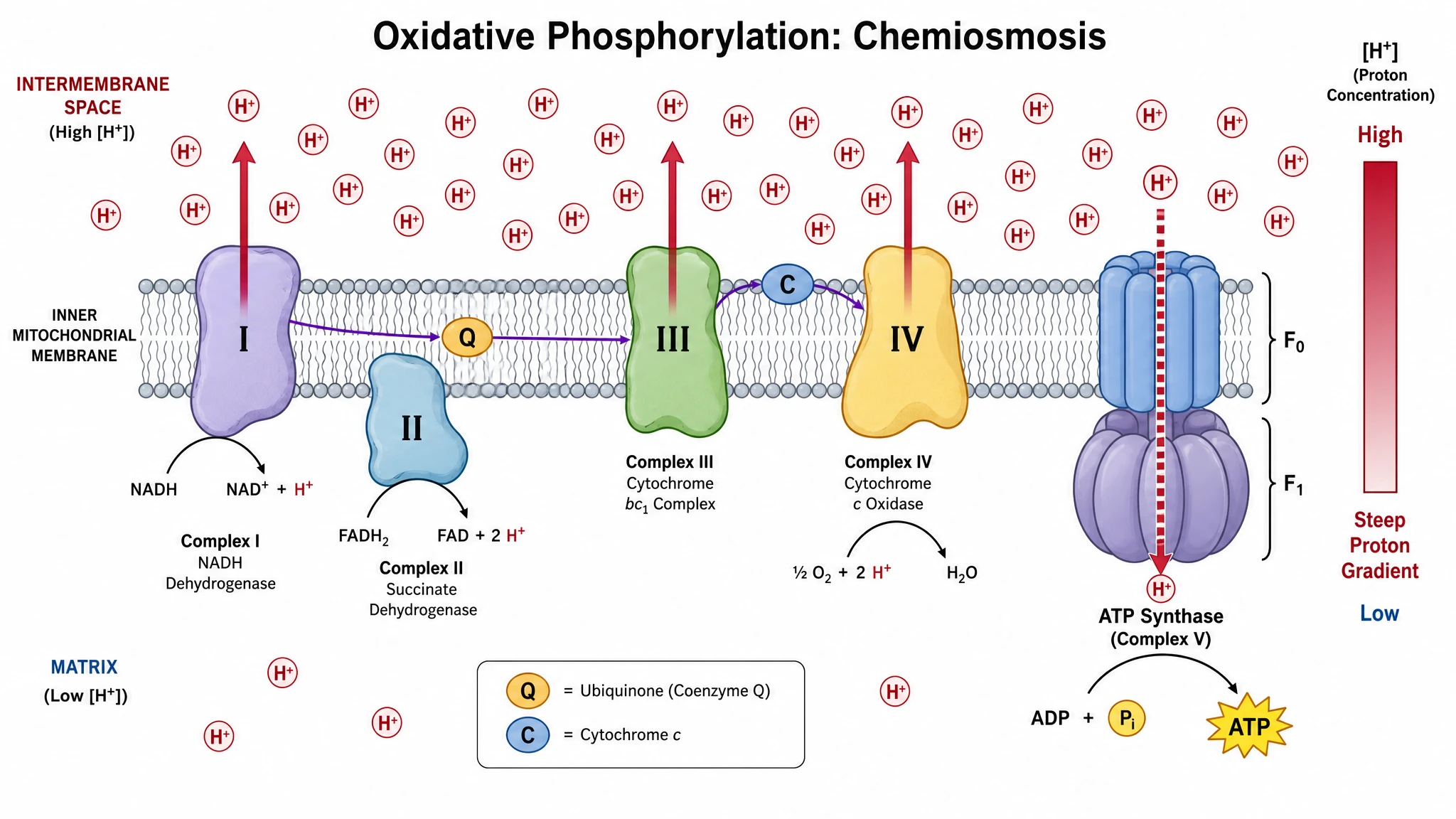 Oxidative phosphorylation diagram showing the proton gradient across the membrane driving ATP synthase (Figure generated with SciFig)