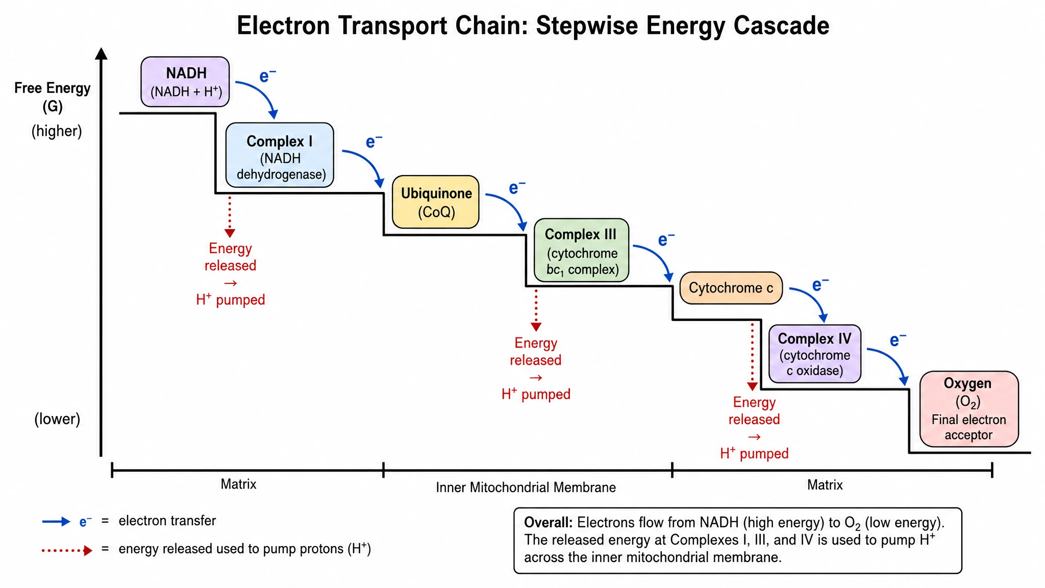 Electron transfer system diagram showing electrons cascading through decreasing energy levels to oxygen (Figure generated with SciFig)