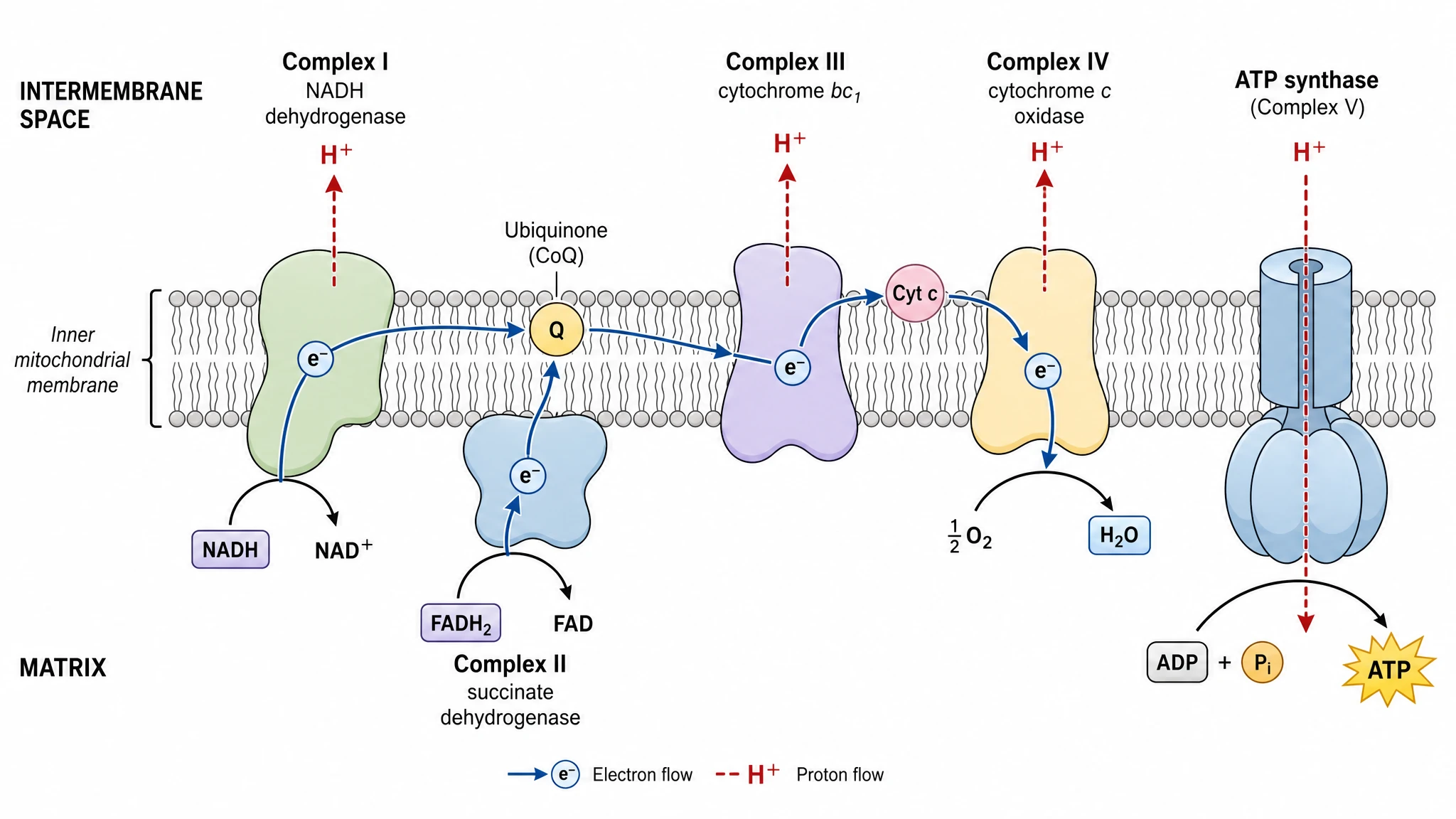 Electron transport chain diagram showing complexes I to IV in the inner mitochondrial membrane with proton pumping and ATP synthase (Figure generated with SciFig)