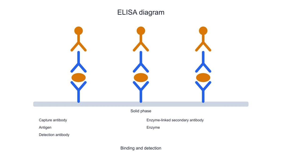 Sandwich ELISA detection arrangement
