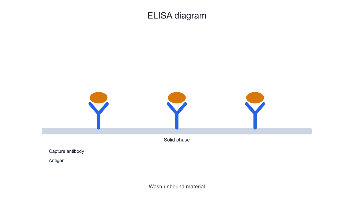 Plate-bound capture step in a sandwich ELISA schematic