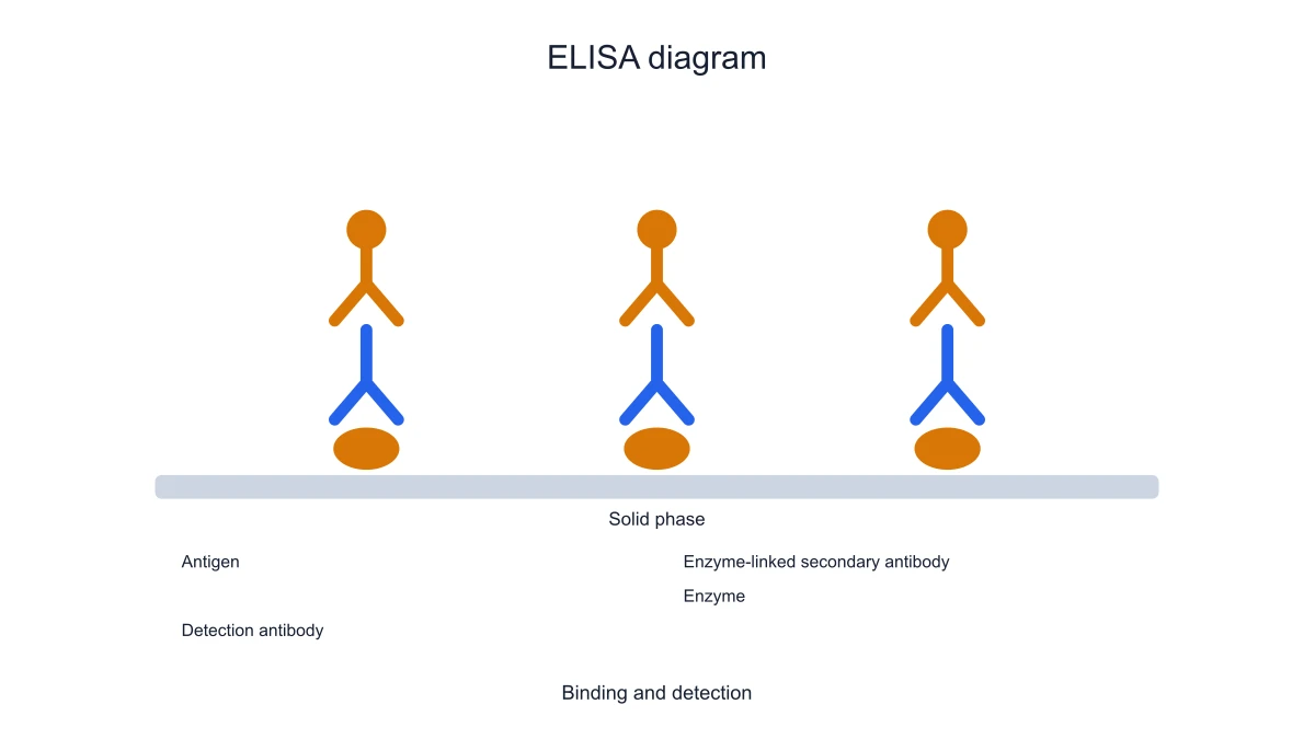 Indirect ELISA with immobilized antigen, primary and secondary antibody
