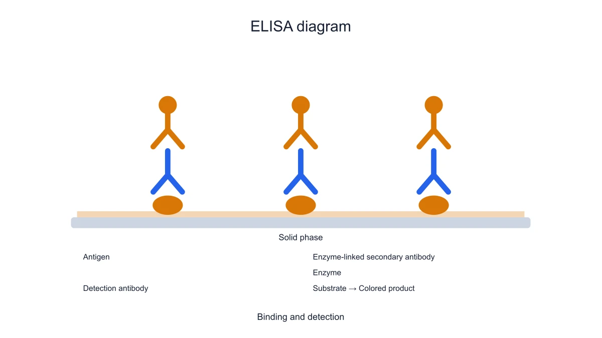 Indirect ELISA detection and colored-product schematic