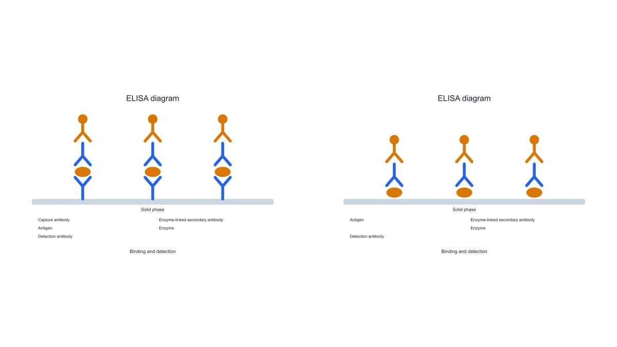 ELISA Diagram Generator example figure