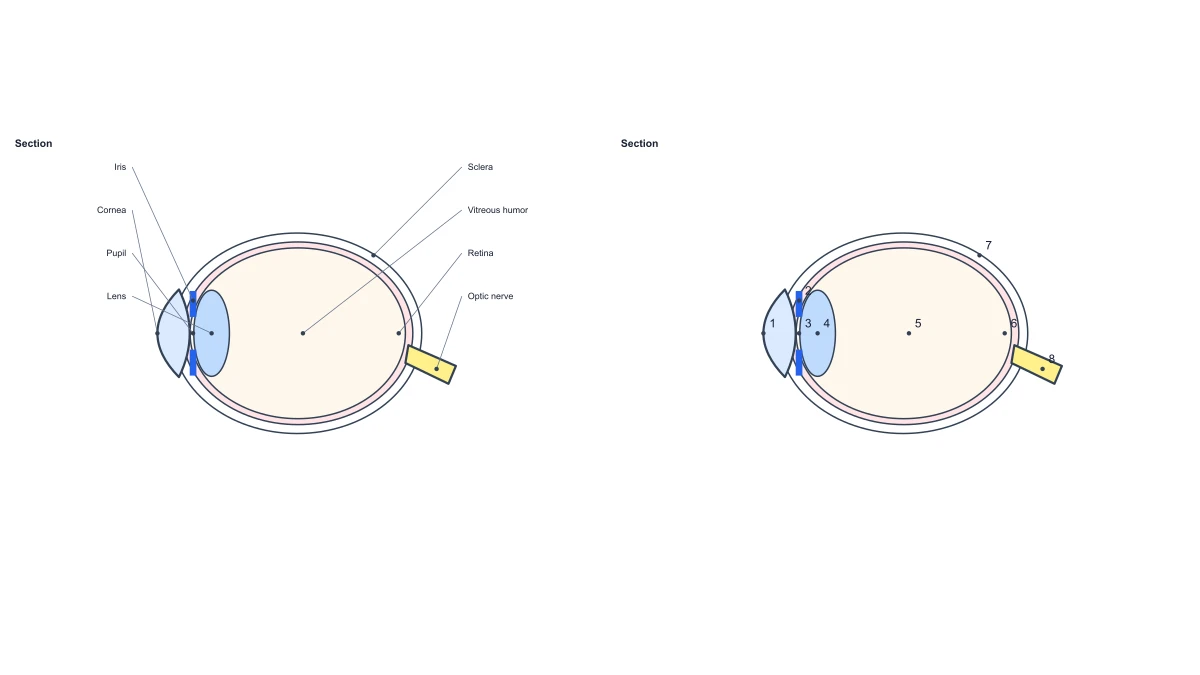 Beispielabbildung: Anatomisches Augendiagramm