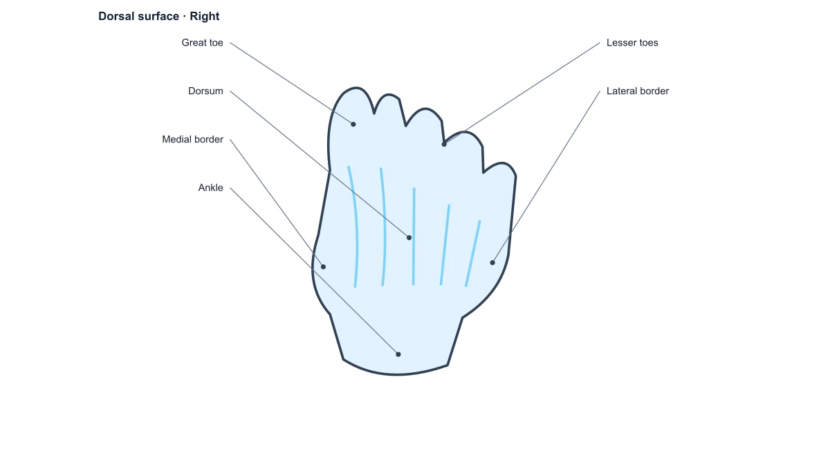 Dorsal foot surface with regional labels