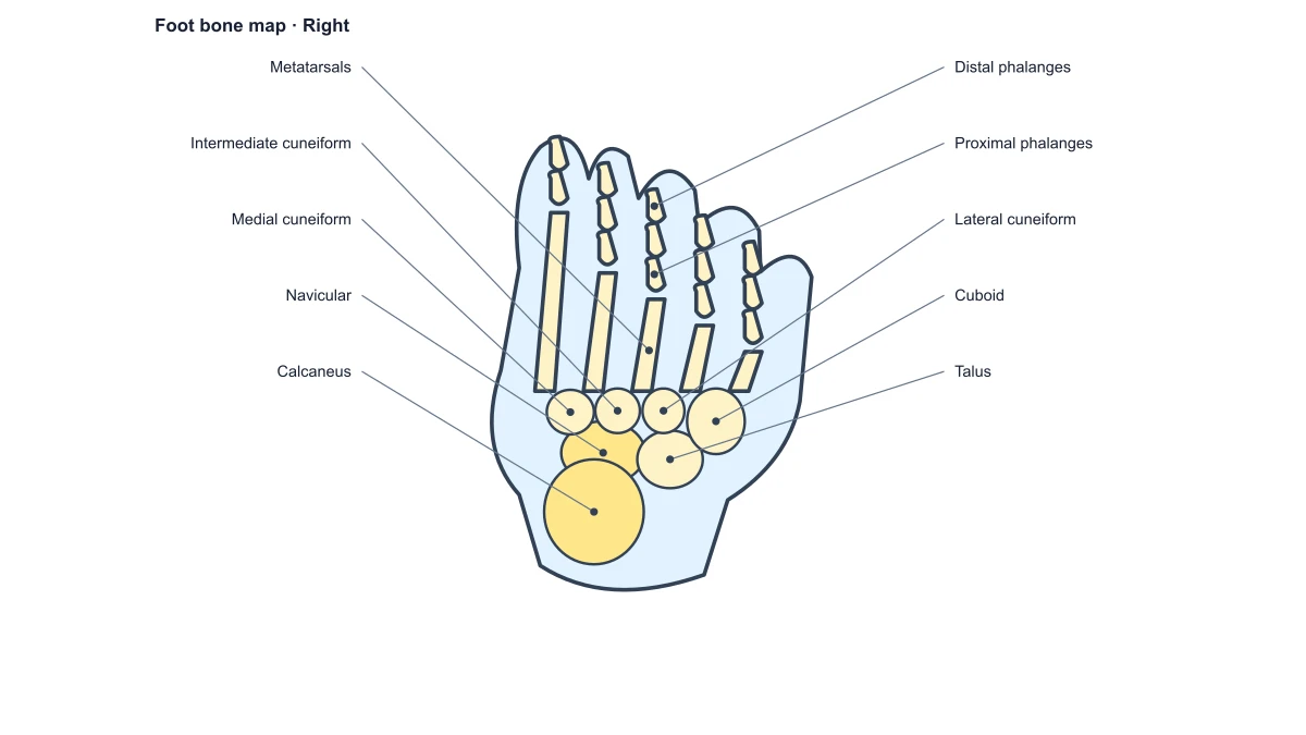 Foot bone map with tarsal, metatarsal and phalangeal structures