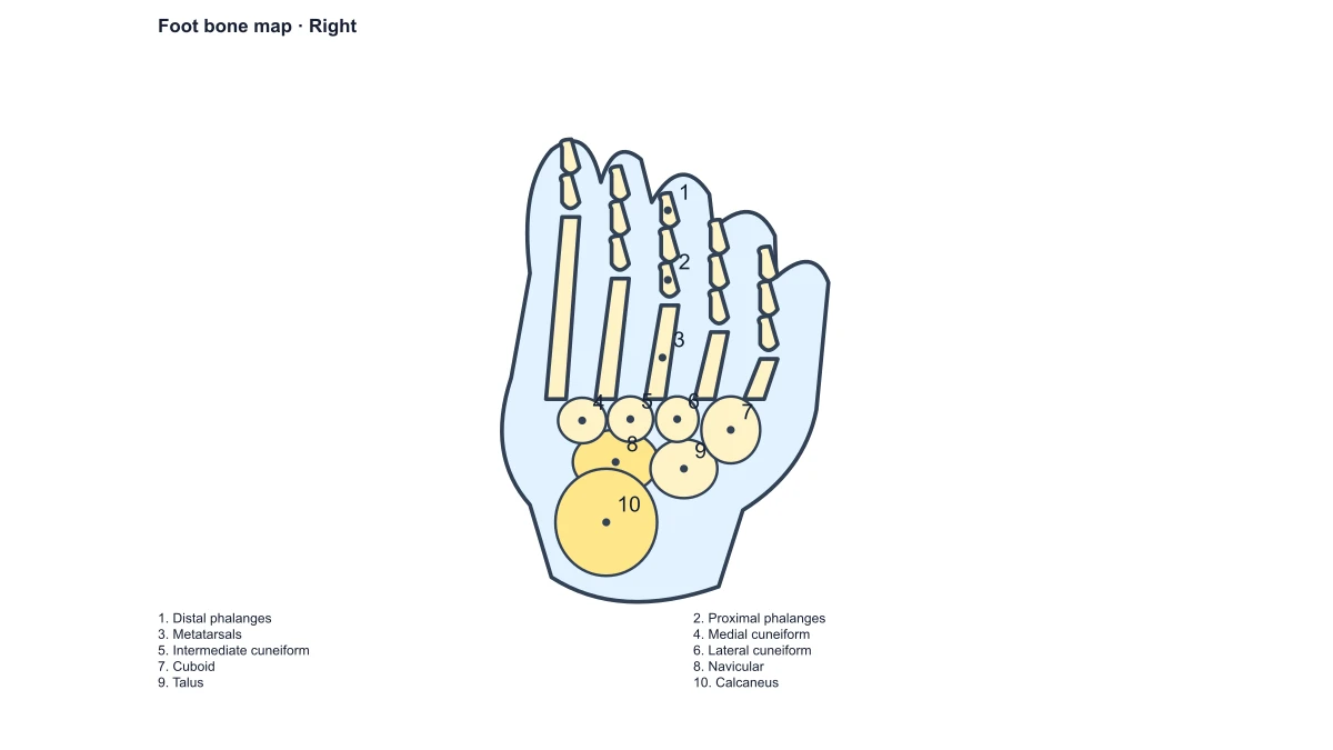 Numbered foot bone map and matching structure answers