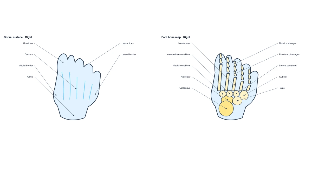 Beispielabbildung: Anatomisches Fußdiagramm