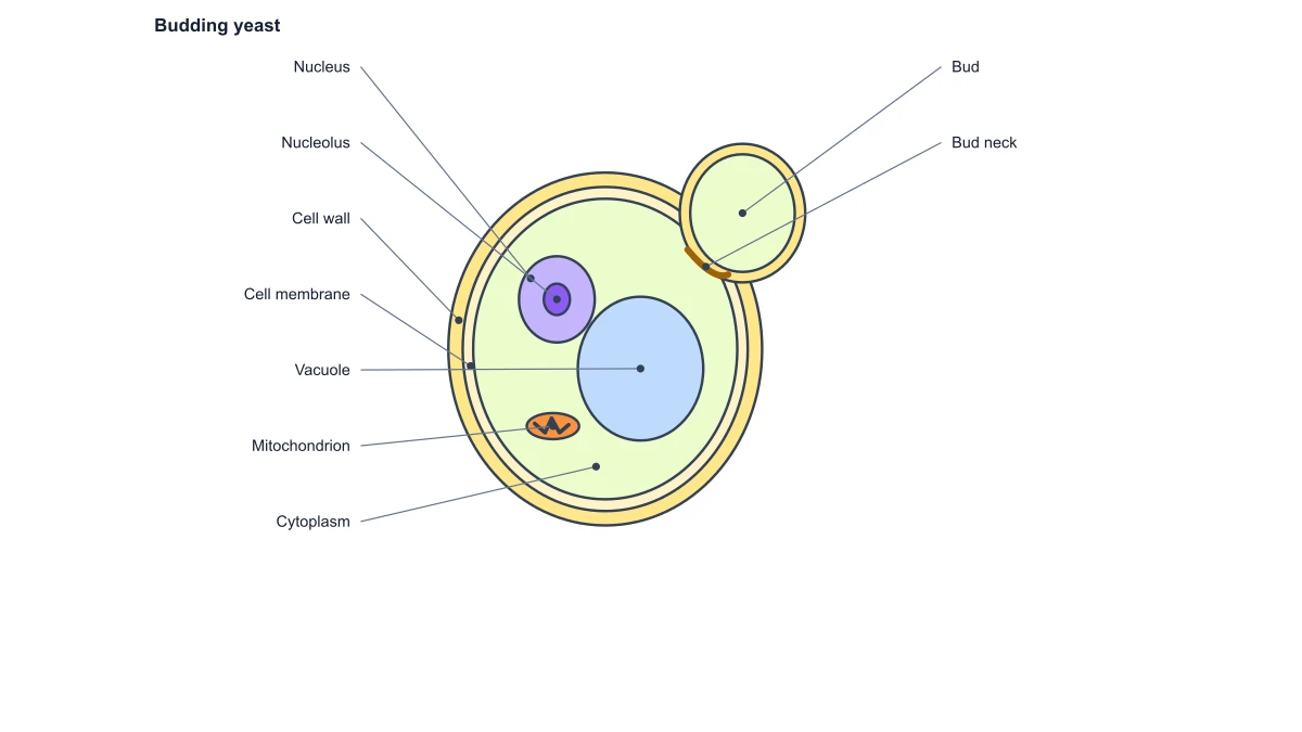 fungal cell diagram: yeast boundaries
