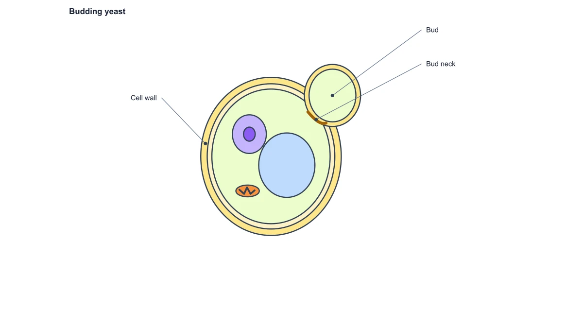 fungal cell diagram: budding yeast
