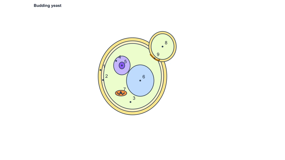 fungal cell diagram: numbered yeast