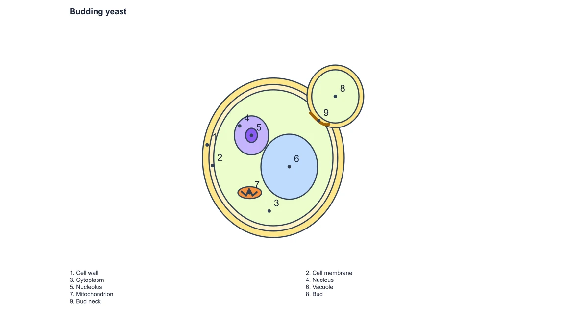 fungal cell diagram: yeast answers