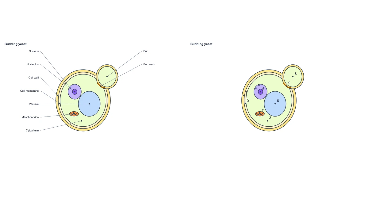 Beispielabbildung: Fungal Cell Diagram — Free Labeled Yeast Editor
