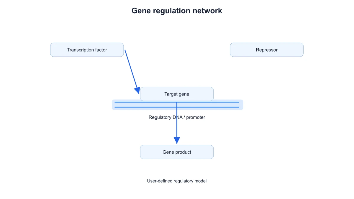 Gene regulation example with activating arrows from a transcription factor to the target gene and its product