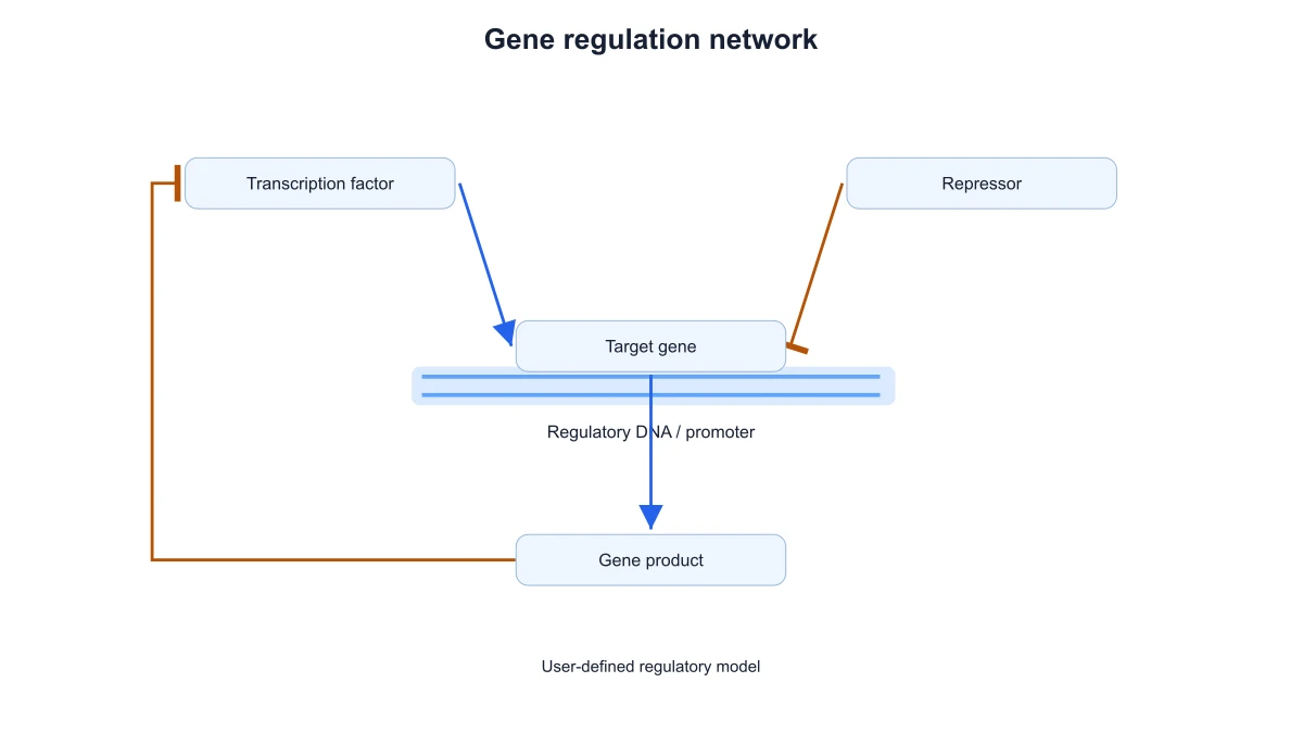 Gene regulation model with negative feedback from the gene product to the transcription factor
