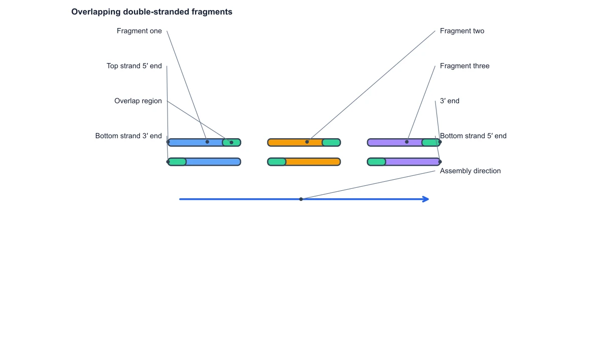 Gibson assembly diagram: overlap fragments