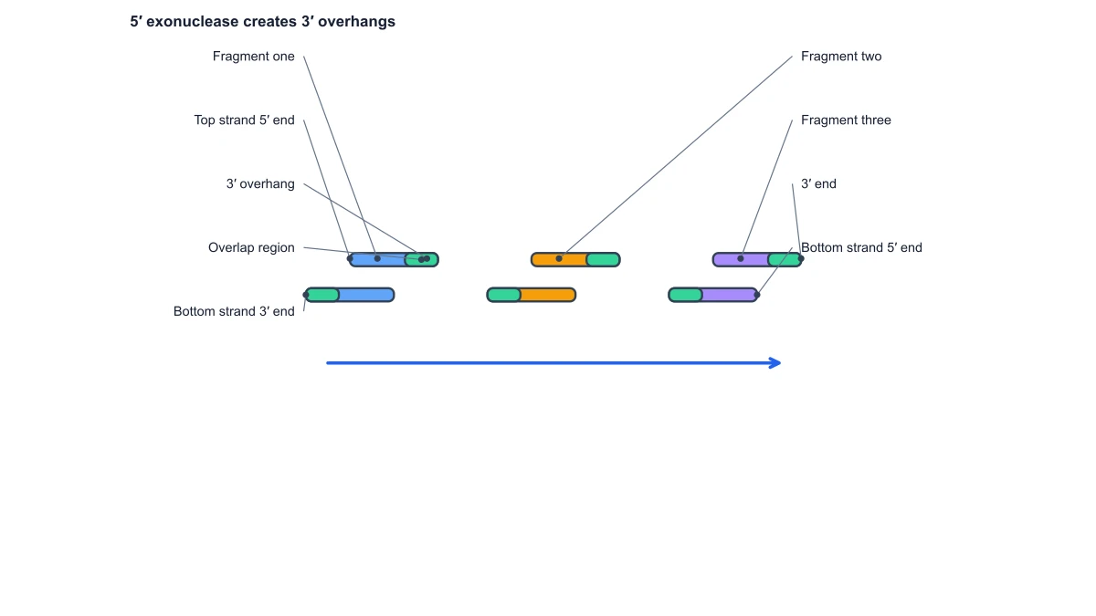 Gibson assembly diagram: exonuclease overhangs