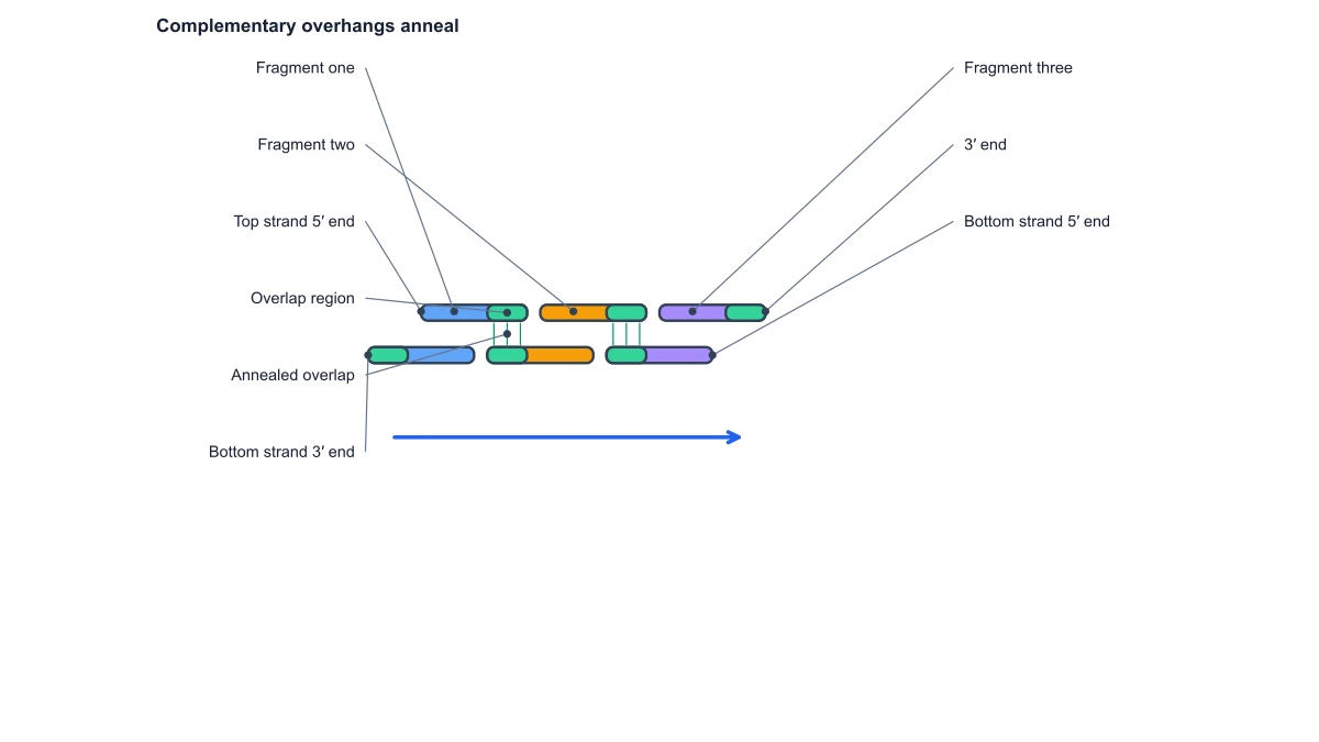 Gibson assembly diagram: annealing gaps