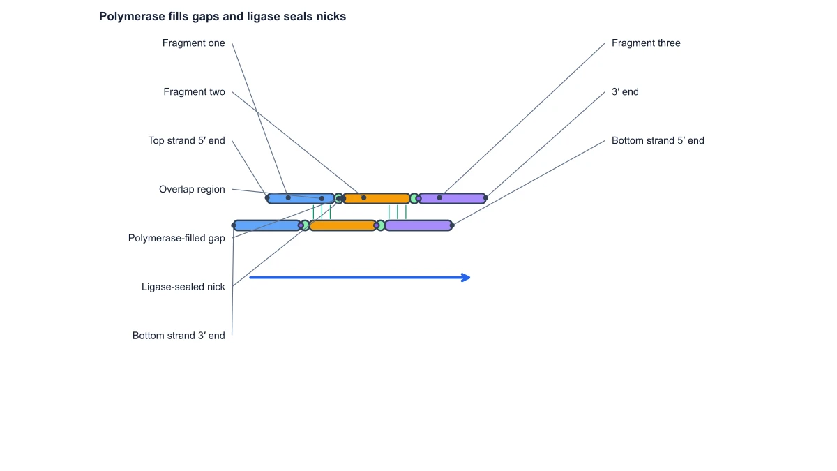 Gibson assembly diagram: repaired junctions