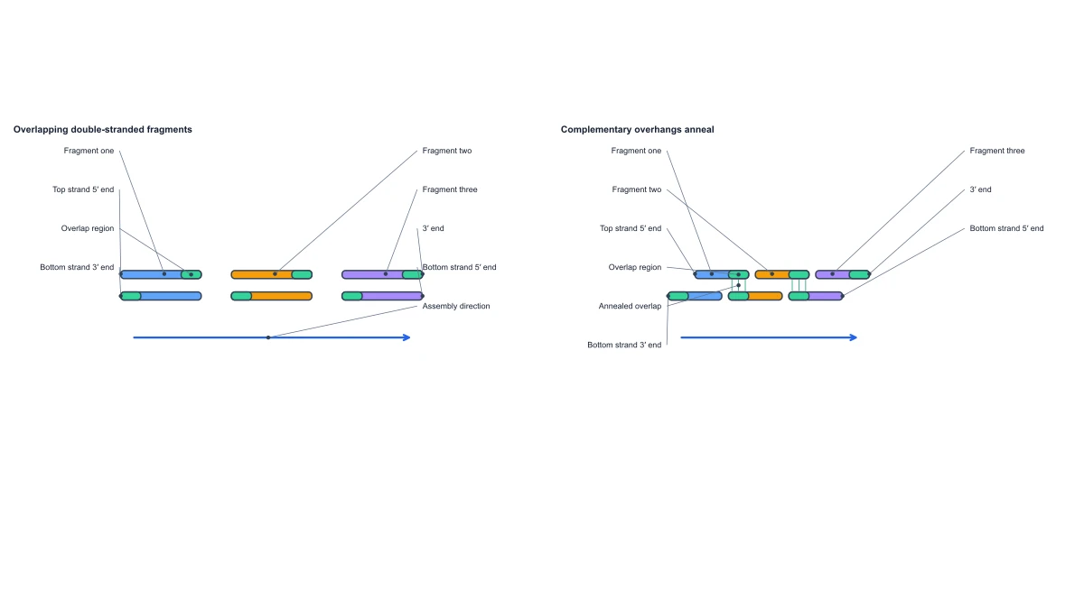 Beispielabbildung: Gibson Assembly Diagram — Free Mechanism Editor